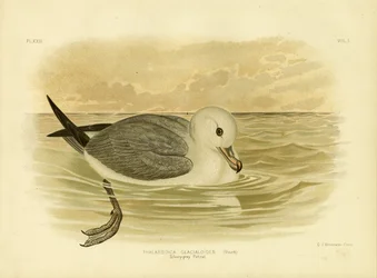 Silvery-Grey Petrel, 1891